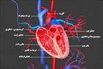 آناتومی-و-فیزیولوژی-قلب