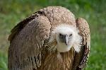پاورپوینت رایگان-کرکس-و-شگفتی-های-آن-(vulture)