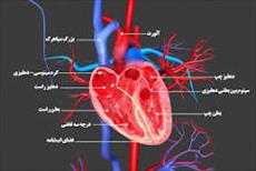 آناتومی و فیزیولوژی قلب